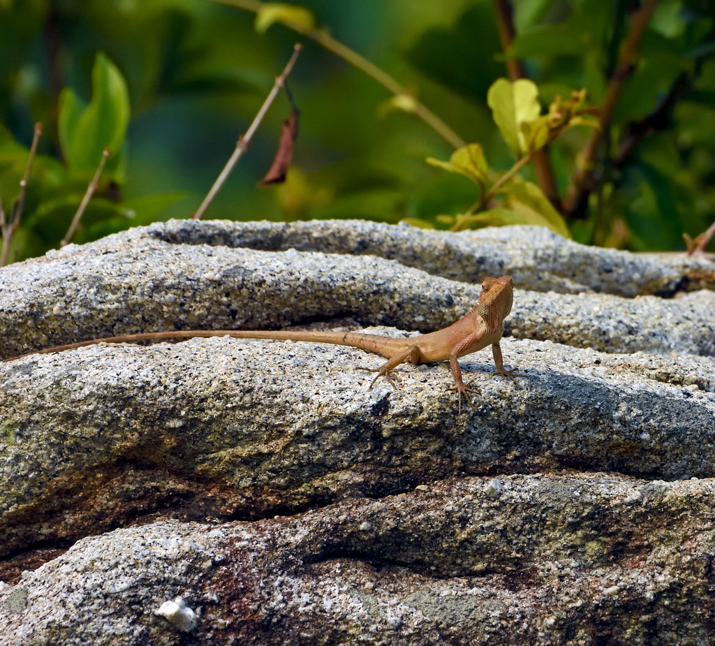 Nhông hàng rào (Calotes versicolor) ở núi Sơn Trà, Đà Nẵng. Ảnh: Gary Stephenson / Flickr.