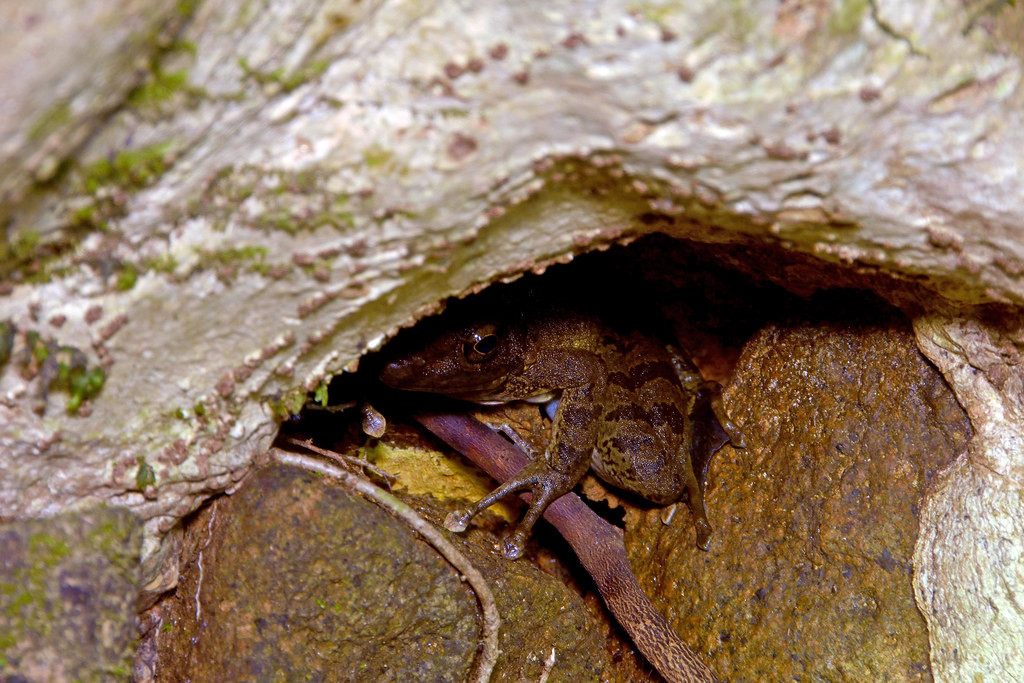 Một chú ếch thuộc chi Ếch suối (Odorrana) ẩn nấp trong hốc cây ở đèo Núi San, Di Linh, Lâm Đồng. Ảnh: Gary Stephenson / Flickr.