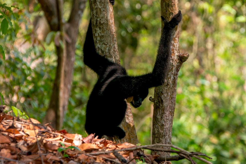 Vượn đen má vàng Nam (Nomascus gabriellae) ở Vườn quốc gia Cát Tiên. Ảnh: Gary Stephenson / Flickr.