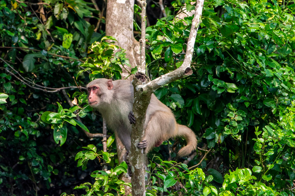 Khỉ vàng (Macaca mulatta) ở Khu bảo tồn thiên nhiên Sơn Trà, thành phố Đà Nẵng. Ảnh: Gary Stephenson / Flickr.