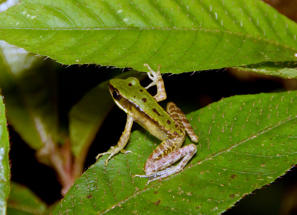 Ếch xanh Morafka (Odorrana morafkai) ở Vườn quốc gia Bidoup Núi Bà. Ảnh: Gary Stephenson / Flickr.