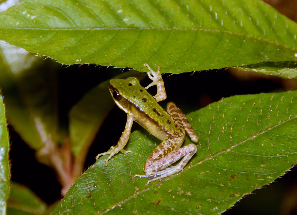 Ếch xanh Morafka (Odorrana morafkai) ở Vườn quốc gia Bidoup Núi Bà. Ảnh: Gary Stephenson / Flickr.