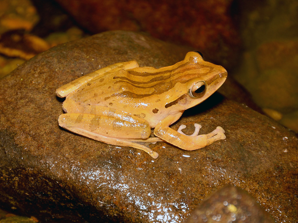 Ếch roi Hồng Kông (Polypedates megacephalus) ở Vườn quốc gia Bidoup Núi Bà. Ảnh: Gary Stephenson / Flickr.