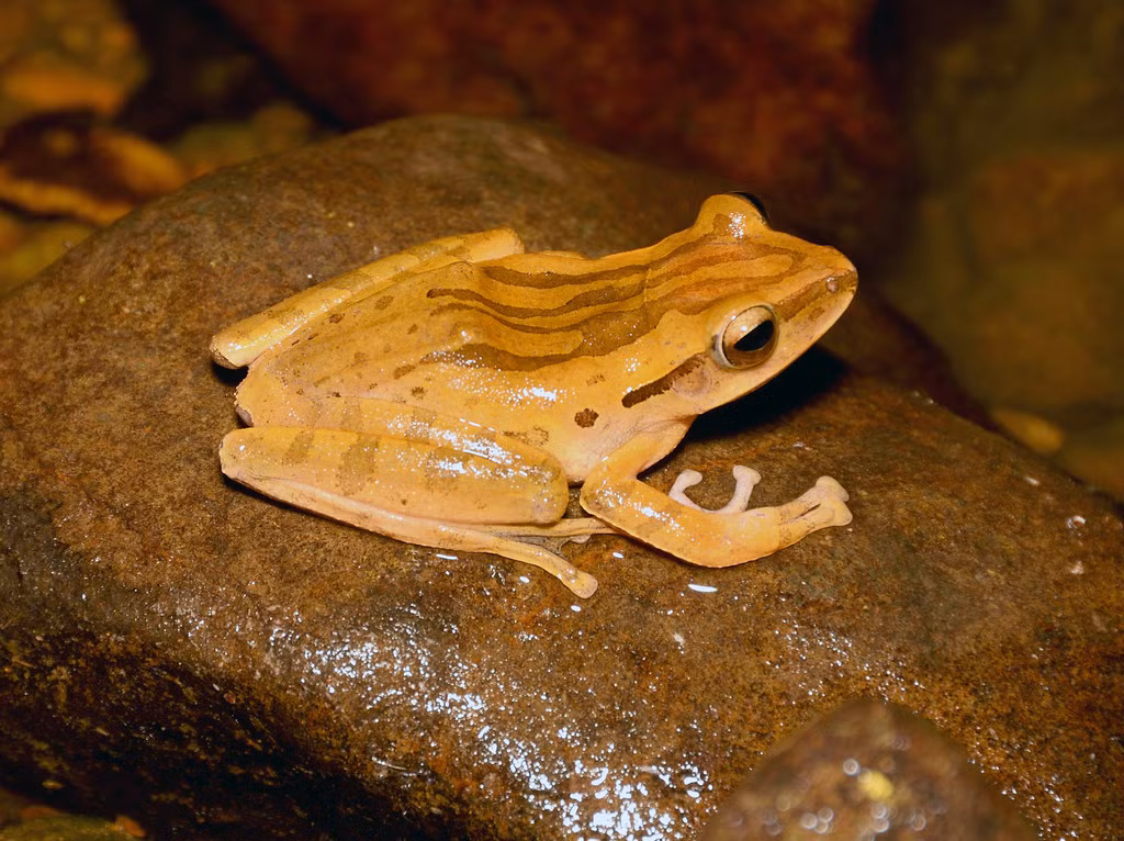 Ếch roi Hồng Kông (Polypedates megacephalus) ở Vườn quốc gia Bidoup Núi Bà. Ảnh: Gary Stephenson / Flickr.