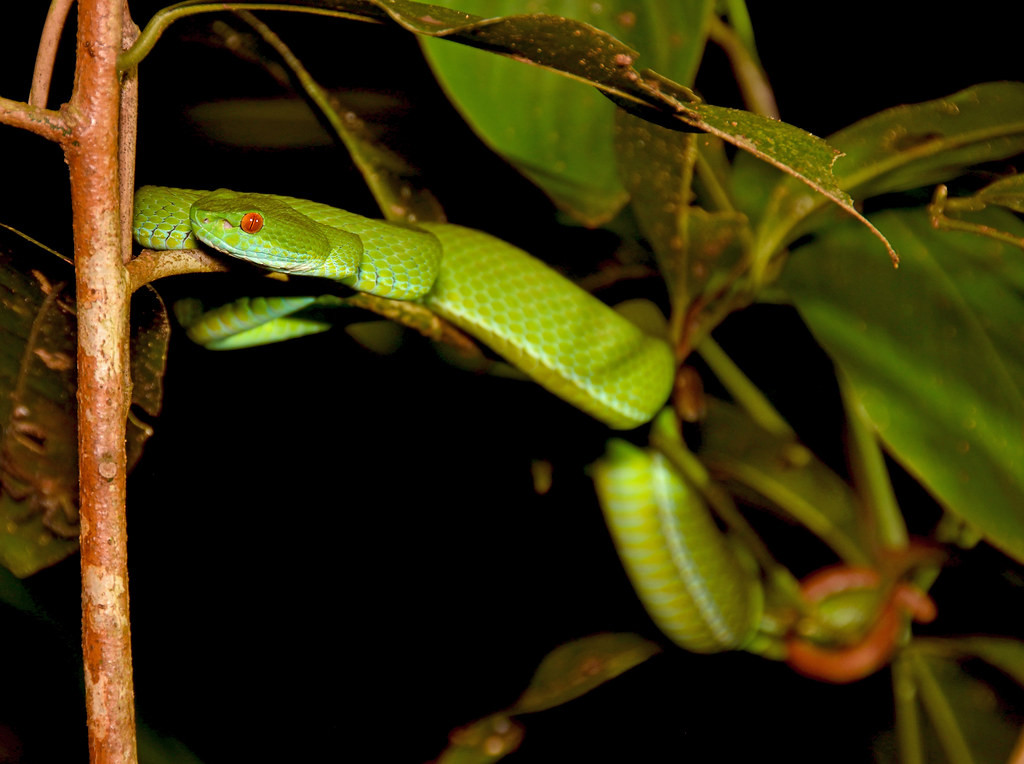 Rắn lục mắt hồng ngọc (Trimeresurus rubeus) ở Vườn quốc gia Cát Tiên. Ảnh: Gary Stephenson / Flickr.