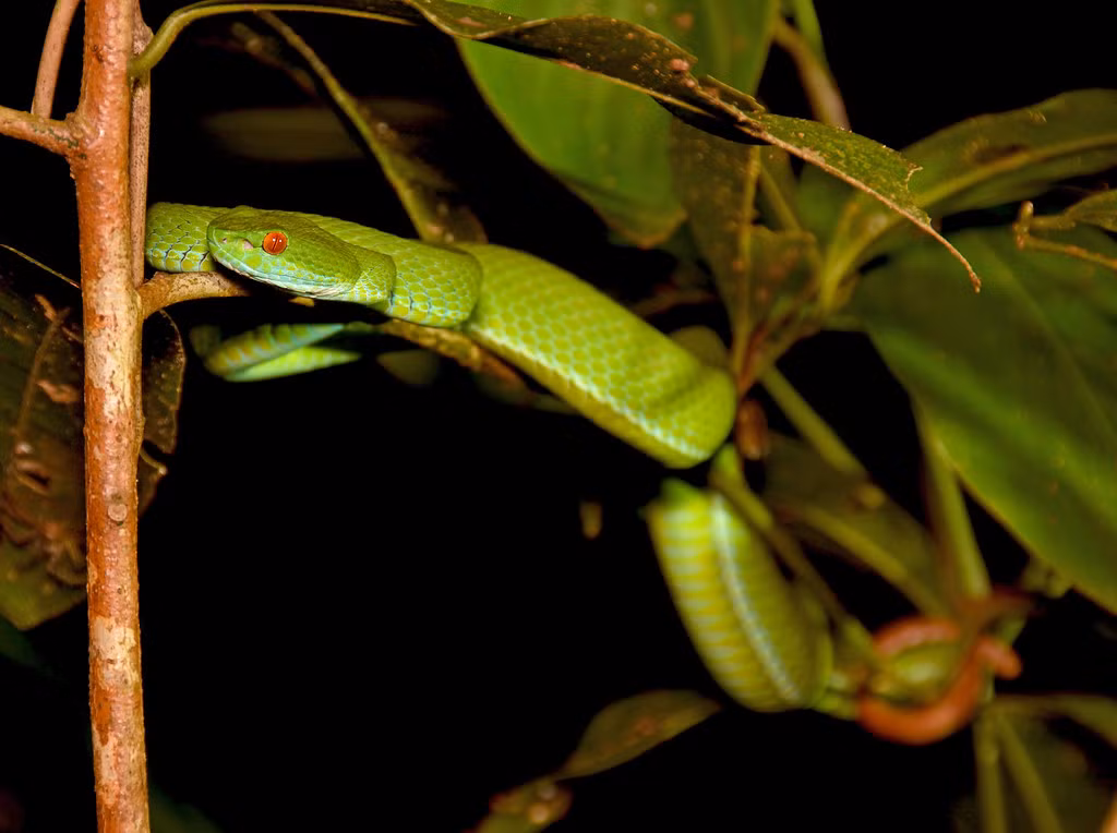 Rắn lục mắt hồng ngọc (Trimeresurus rubeus) ở Vườn quốc gia Cát Tiên. Ảnh: Gary Stephenson / Flickr.