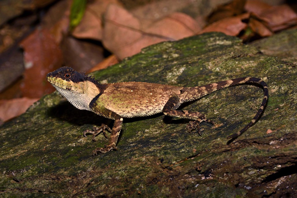 Ô rô vảy (Acanthosaura lepidogaster) ở Vườn quốc gia Cúc Phương. Ảnh: Gary Stephenson / Flickr.