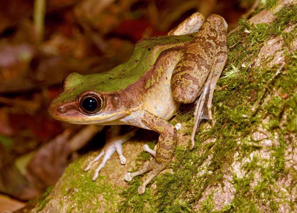 Ếch xanh Morafka (Odorrana morafkai) ở Vườn quốc gia Bidoup Núi Bà. Ảnh: Gary Stephenson / Flickr.