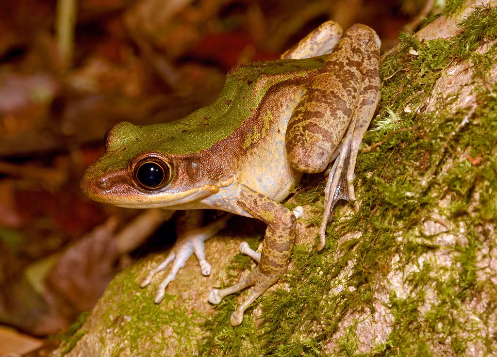 Ếch xanh Morafka (Odorrana morafkai) ở Vườn quốc gia Bidoup Núi Bà. Ảnh: Gary Stephenson / Flickr.