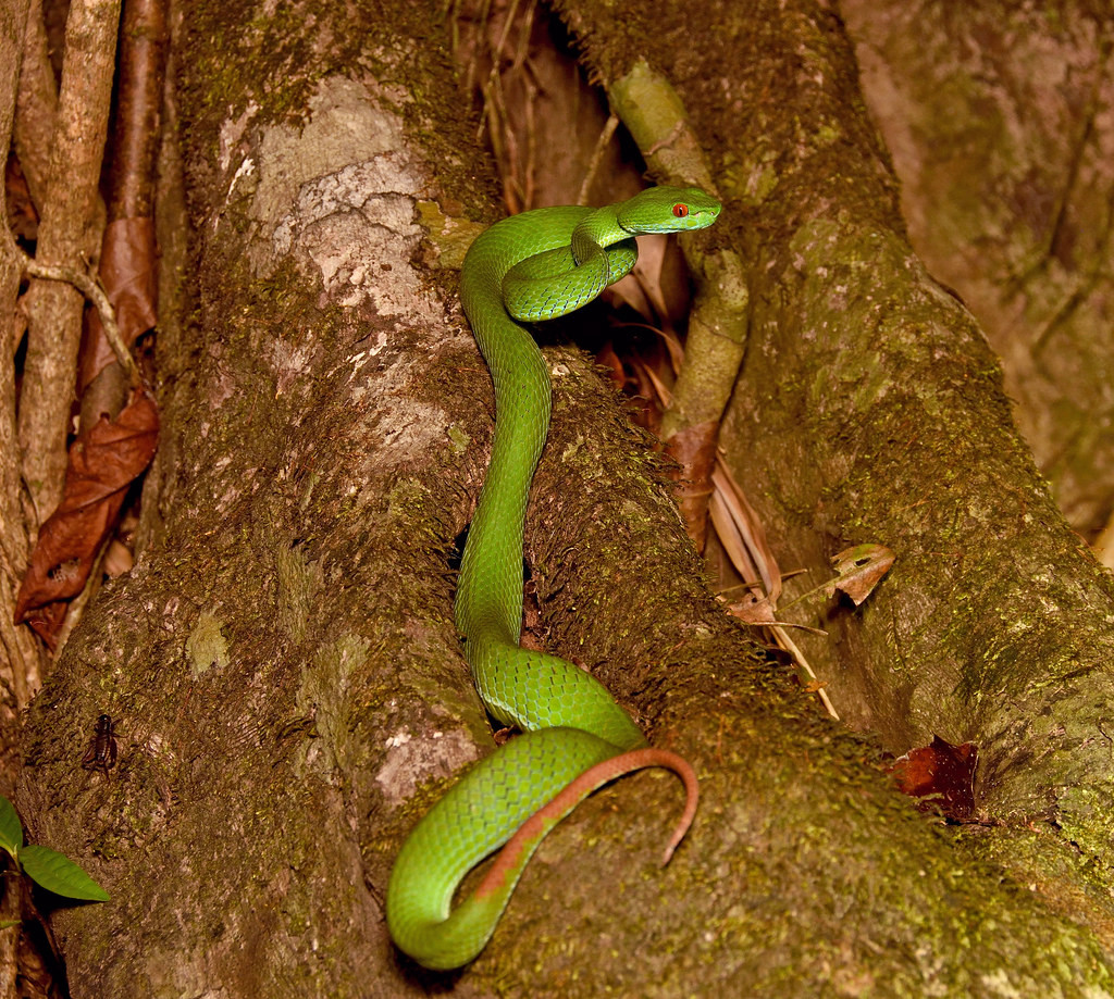 Rắn lục mắt hồng ngọc (Trimeresurus rubeus) ở Vườn quốc gia Cát Tiên. Ảnh: Gary Stephenson / Flickr.