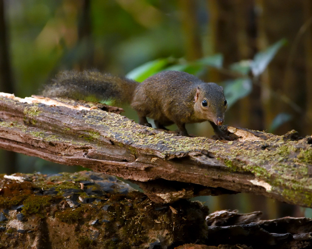Một chú chuột chù cây phương Bắc (Tupaia belangeri) ở đèo Núi San, Di Linh, Lâm Đồng. Ảnh: Gary Stephenson / Flickr.