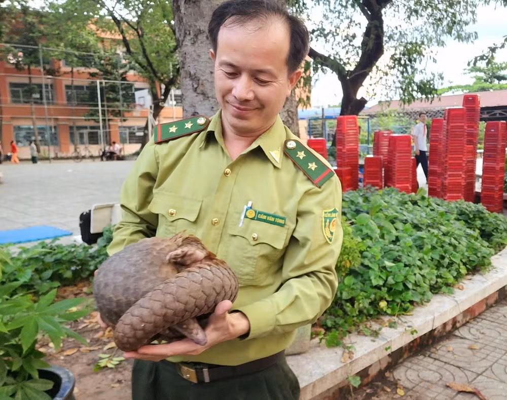 TPHCM lien tuc phat hien dong vat quy hiem sau dem mua