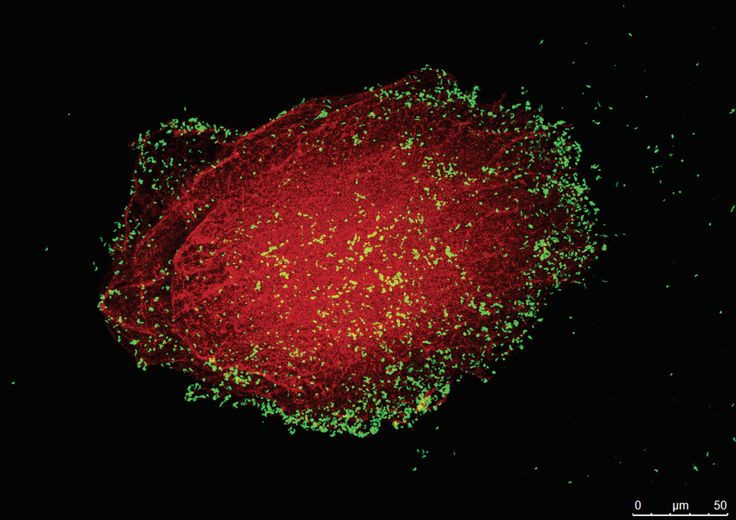  11. Giả thuyết Không gian vi mô (Microsphere). Theo giả thuyết này, các phân tử hữu cơ có thể đã tự tổ chức thành các vi cầu (microsphere), tạo ra các cấu trúc tiền tế bào có thể là tổ tiên của các tế bào sống ngày nay. Ảnh: Pinterest.
