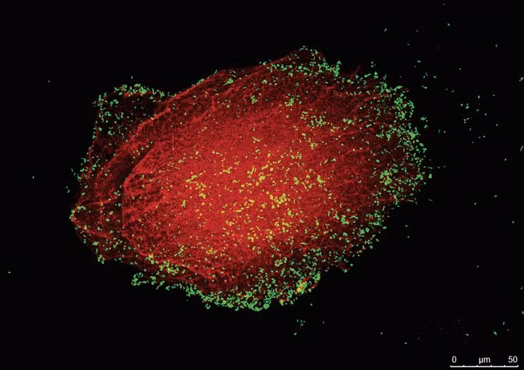  11. Giả thuyết Không gian vi mô (Microsphere). Theo giả thuyết này, các phân tử hữu cơ có thể đã tự tổ chức thành các vi cầu (microsphere), tạo ra các cấu trúc tiền tế bào có thể là tổ tiên của các tế bào sống ngày nay. Ảnh: Pinterest.