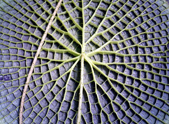  14. Giả thuyết Sự sống tự tổ chức" (Self-Organization). Giả thuyết này cho rằng sự sống có thể đã xuất hiện từ các nguyên tắc tự tổ chức trong tự nhiên, khi các hệ thống phức tạp tự động hình thành từ các phần tử đơn giản mà không cần bất kỳ sự hướng dẫn nào từ bên ngoài. Ảnh: Pinterest.