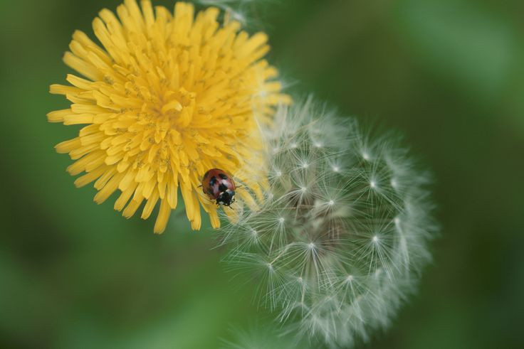  Hoa bồ công anh: Mang ý nghĩa của sự tự do, khát vọng vươn tới những ước mơ và niềm hy vọng. Ảnh: Pinterest.