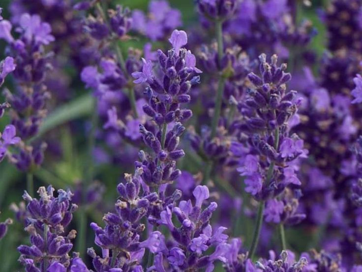  Hoa oải hương: Biểu trưng cho sự thanh thản, bình yên và tình yêu lãng mạn. Ảnh: Pinterest.