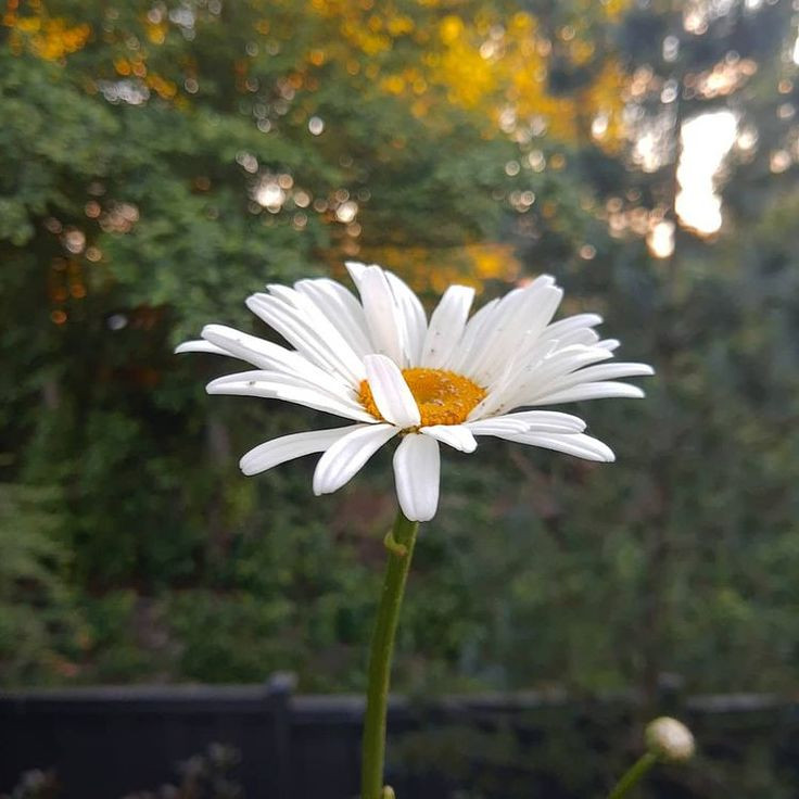  Hoa cúc: Biểu hiện của sự trường thọ và trung thành. Ở một số nền văn hóa, hoa cúc trắng còn biểu trưng cho sự tưởng nhớ người đã khuất. Ảnh: Pinterest.