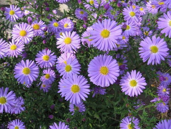  Hoa thạch thảo: Mang ý nghĩa của sự chờ đợi, tình yêu sâu sắc và sự chung thủy. Ảnh: Pinterest.