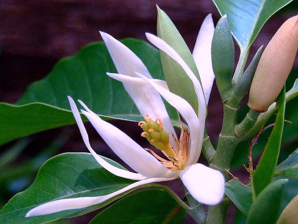  Hoa ngọc lan: Tượng trưng cho sự trong sáng, tinh khiết và tình yêu cao quý. Ảnh: Pinterest.