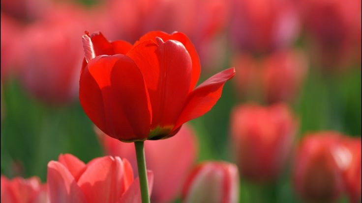  Hoa tulip: Tượng trưng cho tình yêu hoàn hảo. Tulip đỏ biểu trưng cho tình yêu nồng nàn, tulip vàng cho tình bạn, tulip tím cho sự uy nghi và sang trọng. Ảnh: Pinterest.