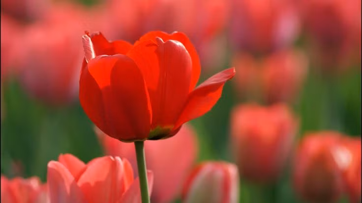  Hoa tulip: Tượng trưng cho tình yêu hoàn hảo. Tulip đỏ biểu trưng cho tình yêu nồng nàn, tulip vàng cho tình bạn, tulip tím cho sự uy nghi và sang trọng. Ảnh: Pinterest.