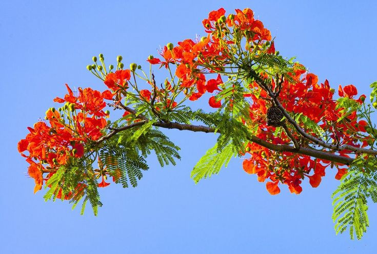  Hoa phượng: Biểu tượng của tuổi học trò, hoài niệm và ký ức về những ngày tháng thanh xuân. Ảnh: Pinterest.