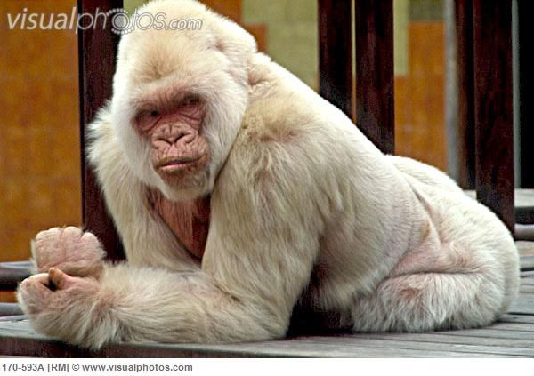  5. Gorilla bạch tạng. Snowflake là con khỉ đột bạch tạng duy nhất được ghi nhận, sinh sống tại vườn thú Barcelona, Tây Ban Nha. Snowflake có bộ lông trắng và được coi là biểu tượng của vườn thú này. Ảnh: Pinterest./td&gt;