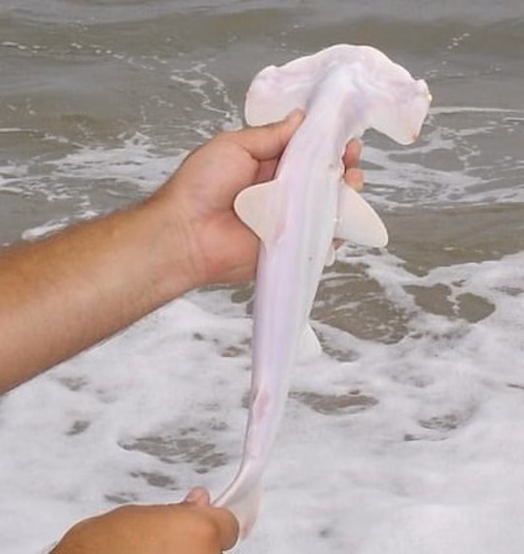  12. Cá mập bạch tạng. Cá mập bạch tạng có da màu trắng hoặc xám nhạt, với mắt màu hồng hoặc xanh nhạt. Chúng cực kỳ hiếm gặp, và ít được ghi nhận trong tự nhiên. Ảnh: Pinterest./td>