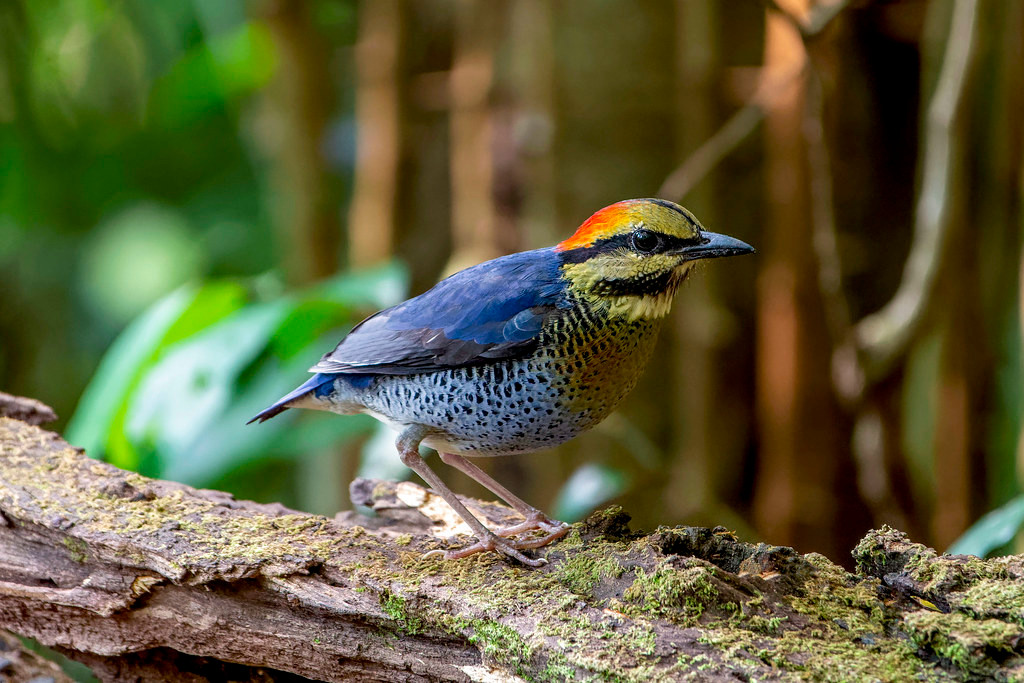 Chim đuôi cụt đầu xám (Hydrornis soror) - cá thể trống - ở đèo Núi San. Ảnh: Gary Stephenson / Flickr.