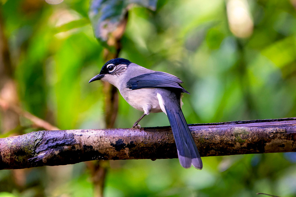 Một chú mi đầu đen (Heterophasia desgodinsi) ở Vườn quốc gia Bidoup - Núi Bà. Ảnh: Gary Stephenson / Flickr.