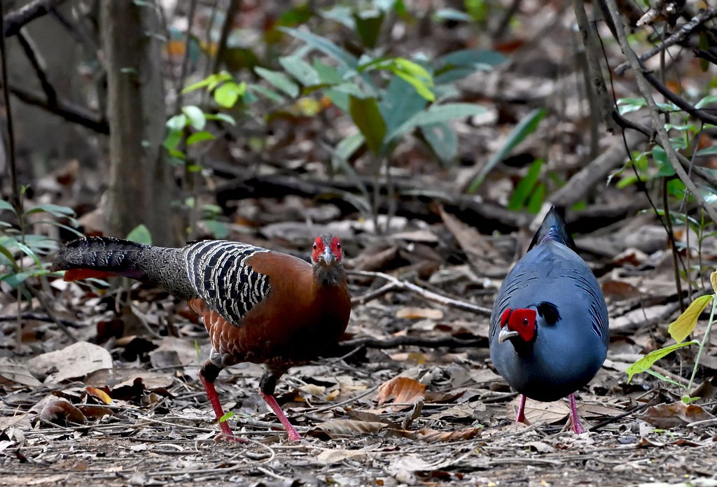 Một cặp gà lôi hông tía (Lophura diardi) kiếm ăn ở Vườn quốc gia Cát Tiên. Ảnh: Gary Stephenson / Flickr.