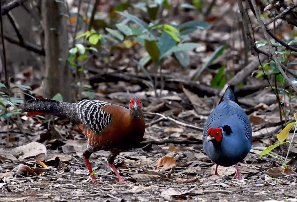 Một cặp gà lôi hông tía (Lophura diardi) kiếm ăn ở Vườn quốc gia Cát Tiên. Ảnh: Gary Stephenson / Flickr.