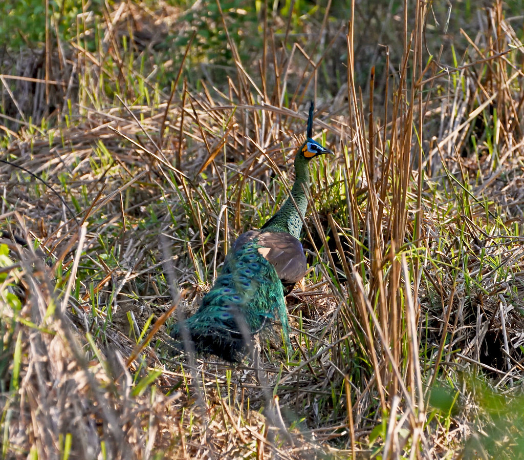 Chim công lục Đông Dương (Pavo muticus imperator) - "nữ hoàng" của Vườn quốc gia Cát Tiên. Ảnh: Gary Stephenson / Flickr.