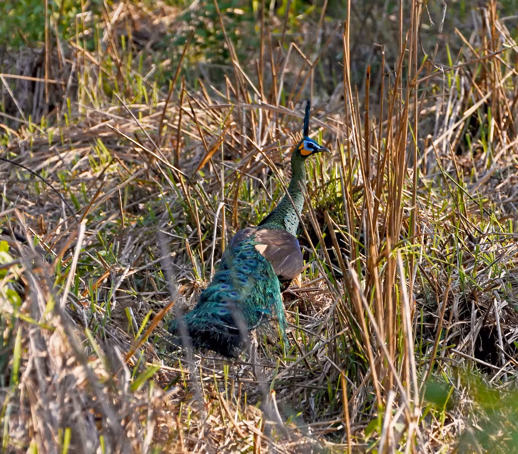 Chim công lục Đông Dương (Pavo muticus imperator) - "nữ hoàng" của Vườn quốc gia Cát Tiên. Ảnh: Gary Stephenson / Flickr.
