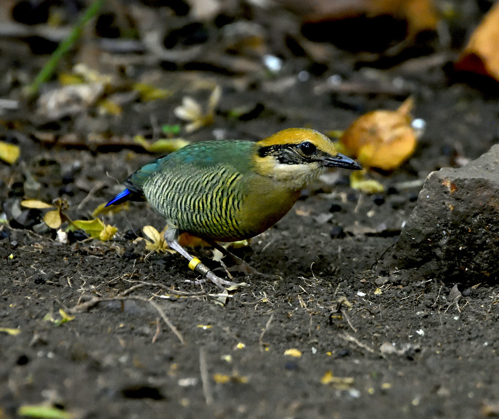 Chim đuôi cụt bụng vằn (Hydrornis elliotii) ở Vườn quốc gia Cát Tiên. Ảnh: Gary Stephenson / Flickr.