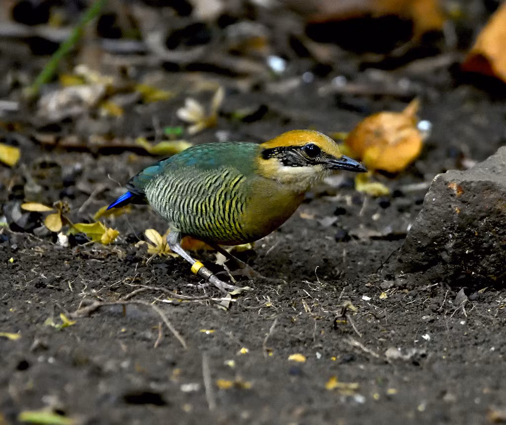 Chim đuôi cụt bụng vằn (Hydrornis elliotii) ở Vườn quốc gia Cát Tiên. Ảnh: Gary Stephenson / Flickr.