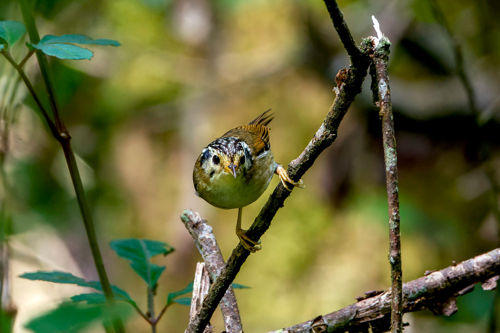 Lách tách gáy đen (Schoeniparus klossi), một loài chim đặc hữu Việt Nam, ghi nhận tại Vườn quốc gia Bidoup - Núi Bà. Ảnh: Gary Stephenson / Flickr.