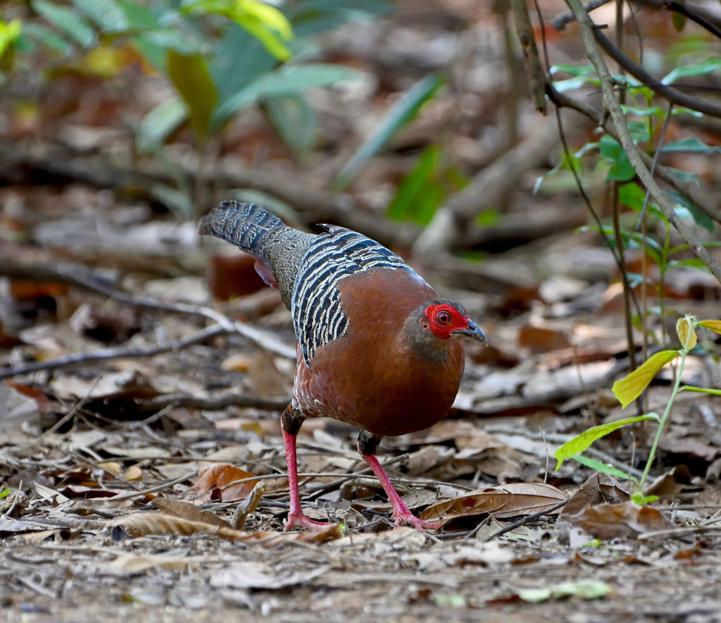 Cá thể mái của loài gà lôi hông tía. Ảnh: Gary Stephenson / Flickr.