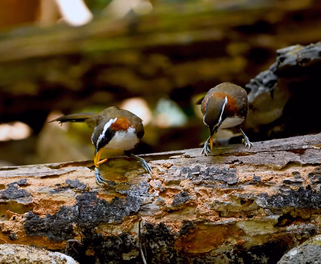 Chim họa mi đất mày trắng (Pomatorhinus schisticeps) ở đèo Núi San, Di Linh, Lâm Đồng. Ảnh: Gary Stephenson / Flickr.