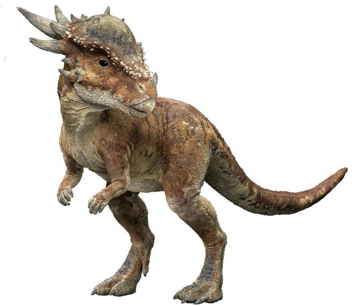 Stygimoloch. Loài khủng long nhỏ với một cái sọ rất dày và những chiếc gai lớn nhô ra từ phía sau đầu. Tên của nó có nghĩa là "quỷ Styx" vì vẻ ngoài đáng sợ và cái đầu nhọn. Ảnh: Pinterest.
