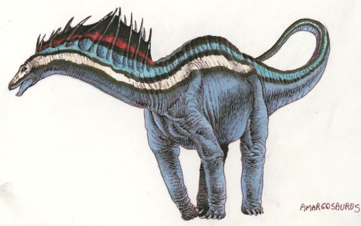Amargasaurus. Đây là một loài khủng long cổ dài với hàng gai dài trên cổ, có thể đã được dùng để phô diễn trước đồng loại hoặc để tự vệ. Ảnh: Pinterest.