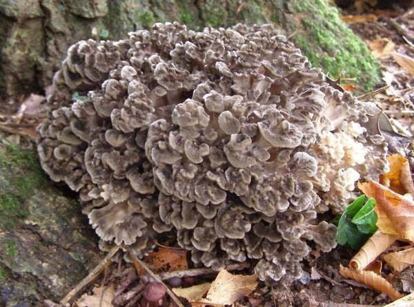  Nấm maitake (Grifola frondosa). Loài nấm này có hình dạng phức tạp giống như một bó hoa. Chúng còn được gọi là "nấm gà rừng" và có giá trị cao trong y học vì tác dụng tăng cường hệ miễn dịch. Ảnh: Pinterest.