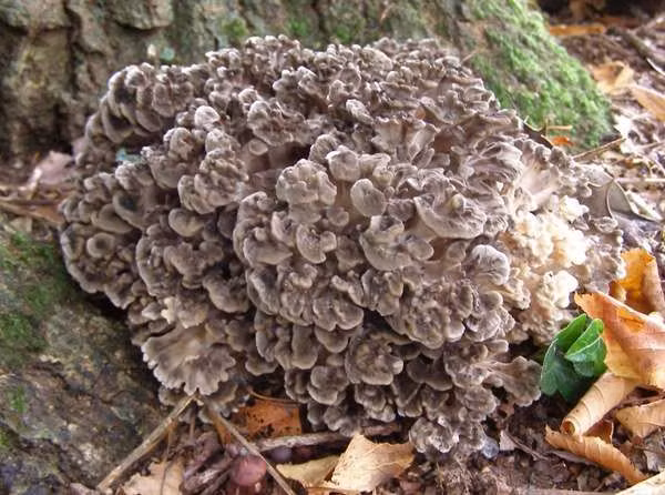  Nấm maitake (Grifola frondosa). Loài nấm này có hình dạng phức tạp giống như một bó hoa. Chúng còn được gọi là "nấm gà rừng" và có giá trị cao trong y học vì tác dụng tăng cường hệ miễn dịch. Ảnh: Pinterest.