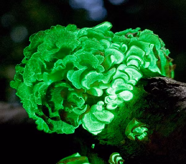  Nấm phát sáng (Bioluminescent Panellus). Nấm phát sáng có thể tự phát ra ánh sáng trong điều kiện tối, một cơ chế thu hút côn trùng và các loài phát tán bào tử. Ảnh: Pinterest.