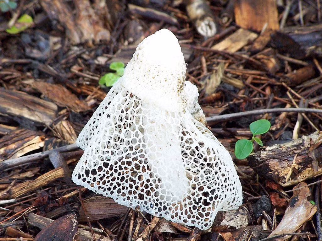  Nấm quý cô che mặt (Dictyophora indusiata). Nấm này có một mạng lưới mỏng trông giống như chiếc váy xòe hoặc mạng che mặt. Nấm cũng có mùi hôi để thu hút côn trùng giúp phát tán bào tử. Ảnh: Pinterest.