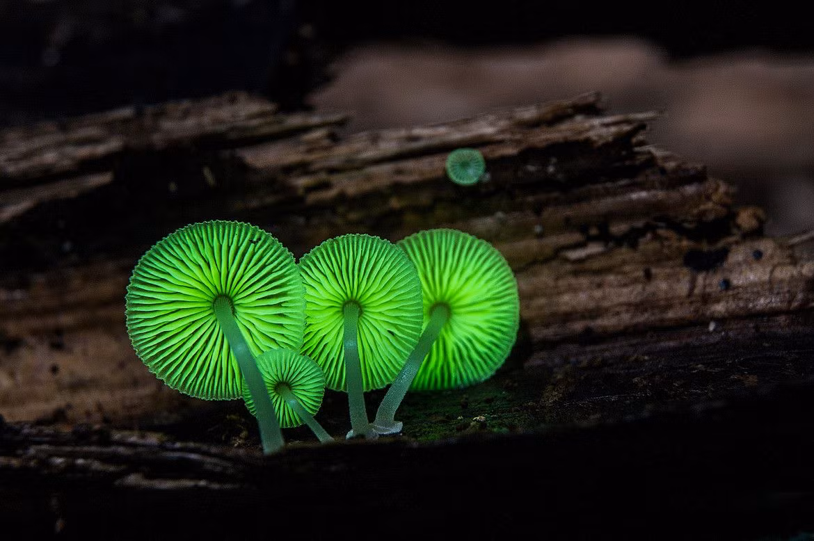  Nấm phát sáng (Mycena chlorophos). Đây là một trong những loài nấm phát quang sinh học, tự phát ra ánh sáng màu xanh lục vào ban đêm, giúp thu hút côn trùng để phát tán bào tử. Ảnh: Pinterest.