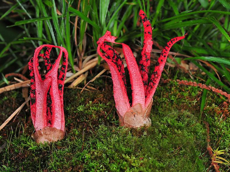  Nấm tay quỷ (Clathrus archeri). Loài nấm này trông giống như một bàn tay quỷ đỏ sẫm thò lên từ đất, với mùi hôi thối và tiết ra chất nhầy để thu hút côn trùng phát tán bào tử. Ảnh: Pinterest.