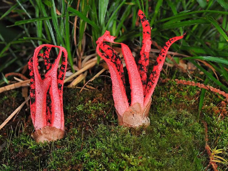  Nấm tay quỷ (Clathrus archeri). Loài nấm này trông giống như một bàn tay quỷ đỏ sẫm thò lên từ đất, với mùi hôi thối và tiết ra chất nhầy để thu hút côn trùng phát tán bào tử. Ảnh: Pinterest.