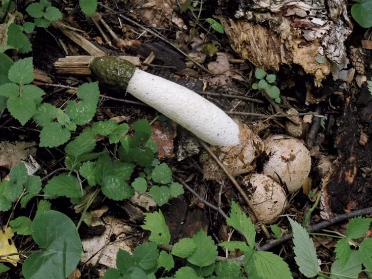  Nấm dương vật (Phallus impudicus). Nấm có hình dạng "kỳ cục" và mùi hôi thối kinh khủng. Mùi này thu hút ruồi và các côn trùng khác để phát tán bào tử. Ảnh: Pinterest.